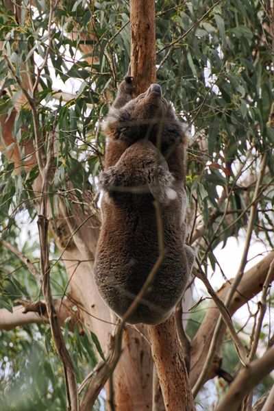 Parende koala's bij Bimbi Park, Australië